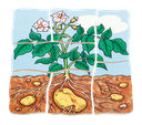 Lagen-Puzzle "Kartoffel"
