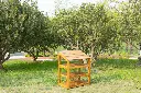 Groß (108347_8).webp