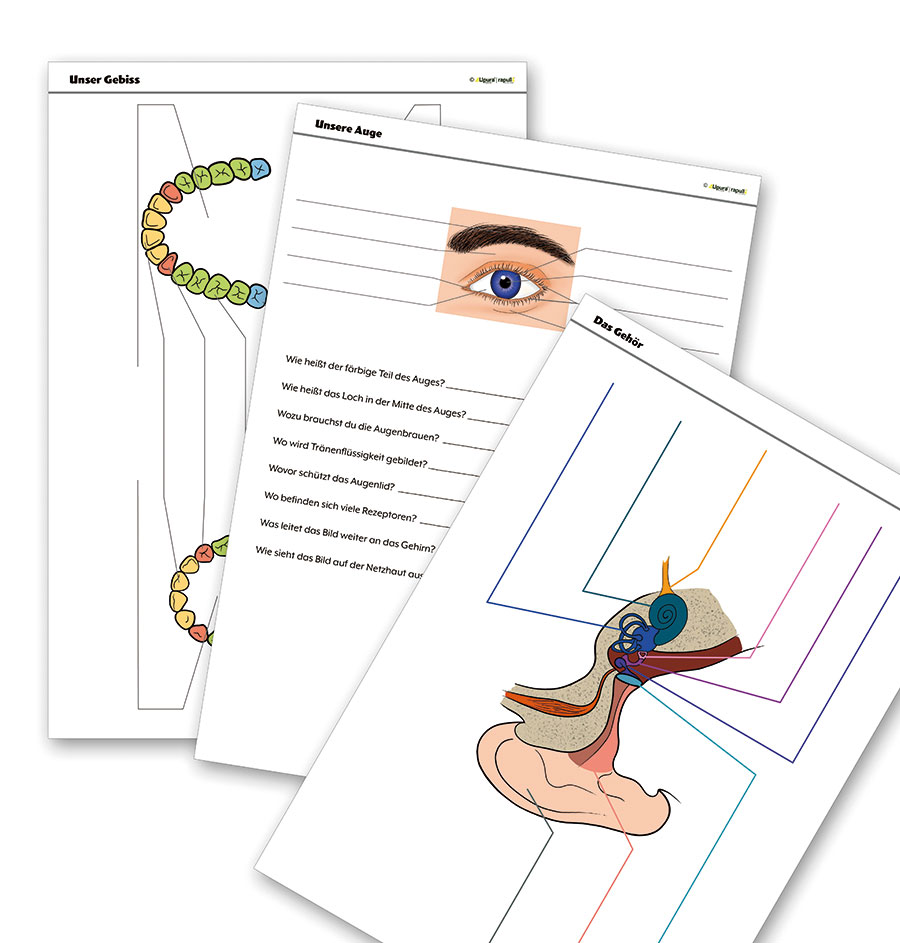 Unser Körper 2 - Gebiss, Sinne, Pubertät und Schwangerschaft