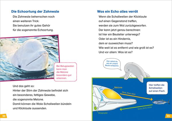 was-ist-was-erstes-lesen-band-1-wale-und-delfine-gebundene-ausgabe-christina-braun-5.webp