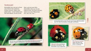 meine-grosse-tierbibliothek-der-marienkaefer-gebundene-ausgabe-valerie-tracqui.jpeg-2.webp